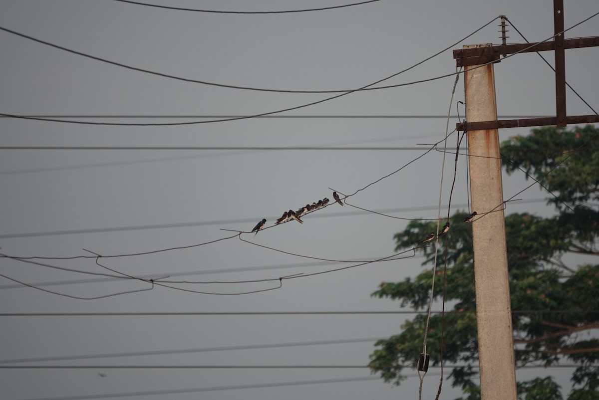 Barn Swallow - ML624026268