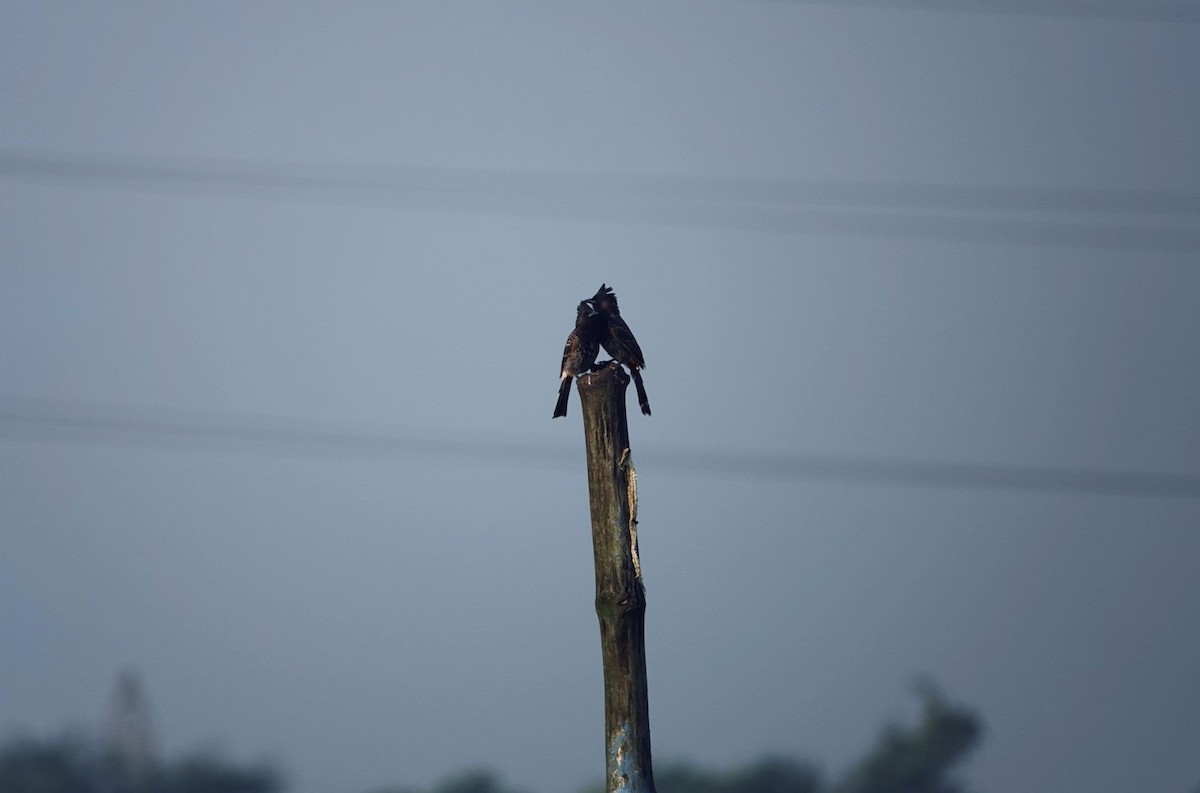 Red-vented Bulbul - ML624026281