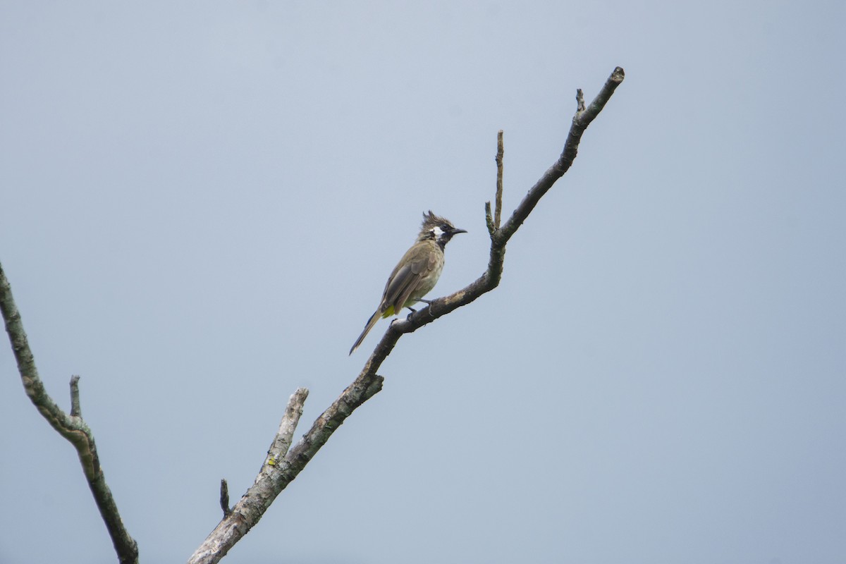 Himalayan Bulbul - ML624026285