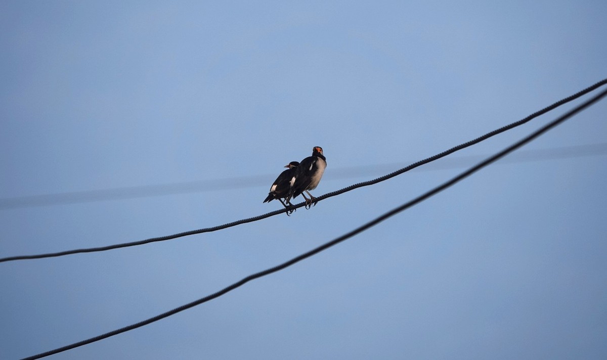 Indian Pied Starling - ML624026291