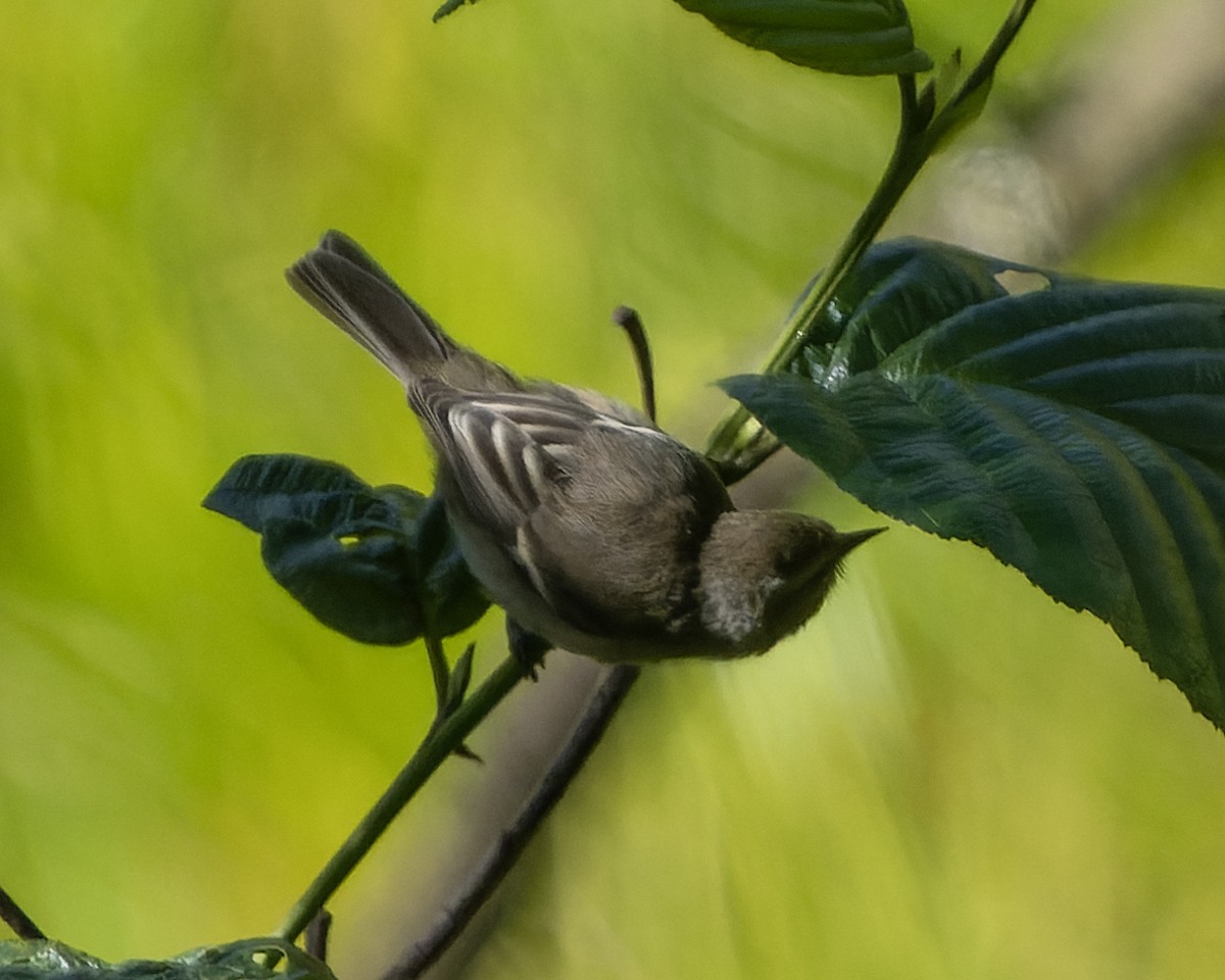 Cinereous Conebill - ML624026293