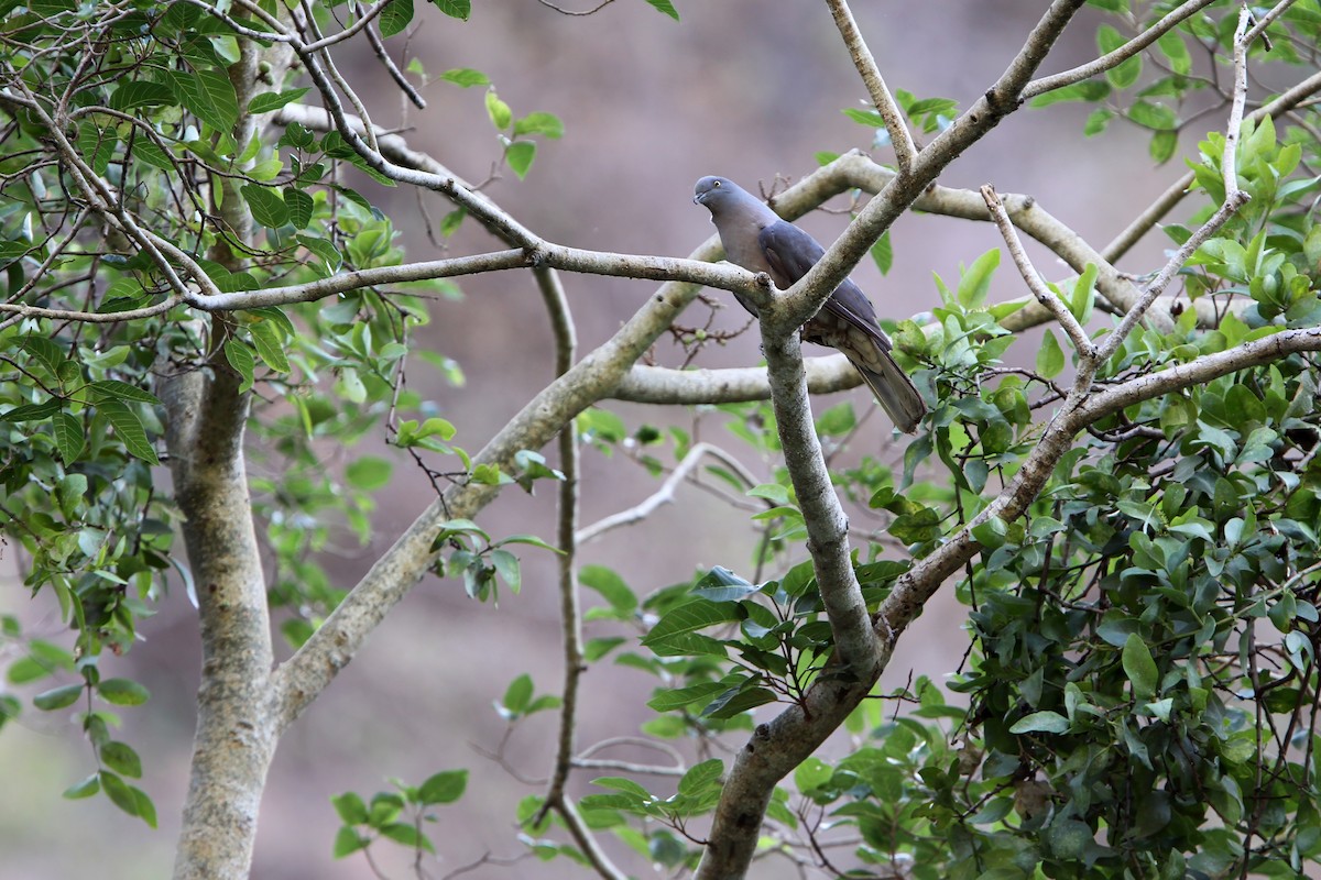 Timor Imperial-Pigeon - ML624026298