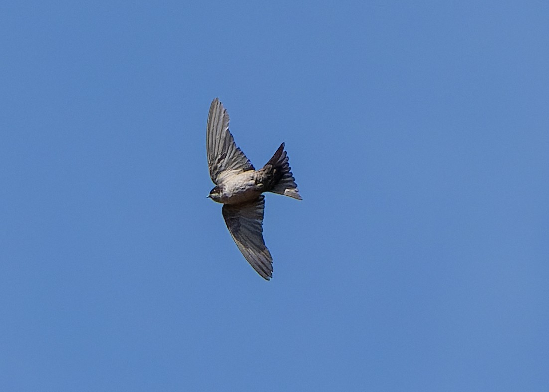 Brown-bellied Swallow - ML624026300