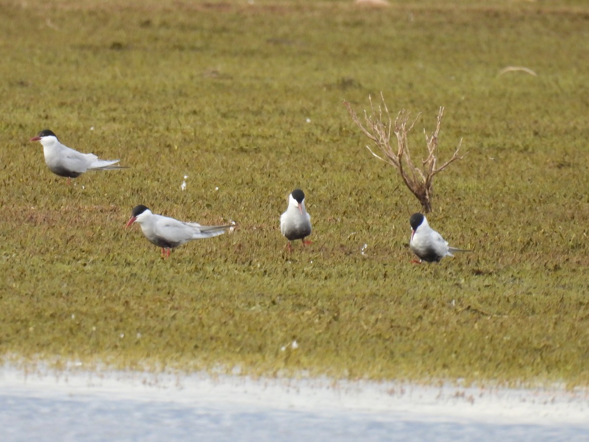 Whiskered Tern - ML624026304