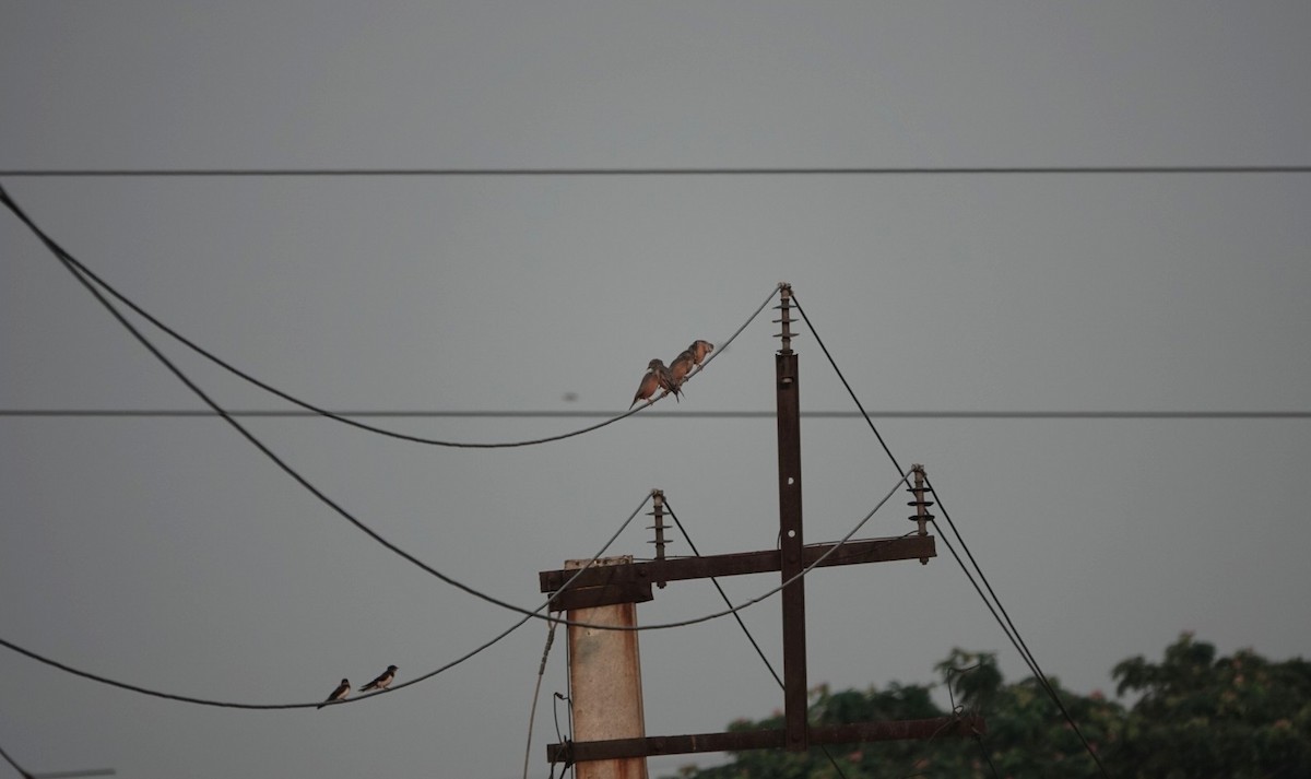 Chestnut-tailed Starling - ML624026307