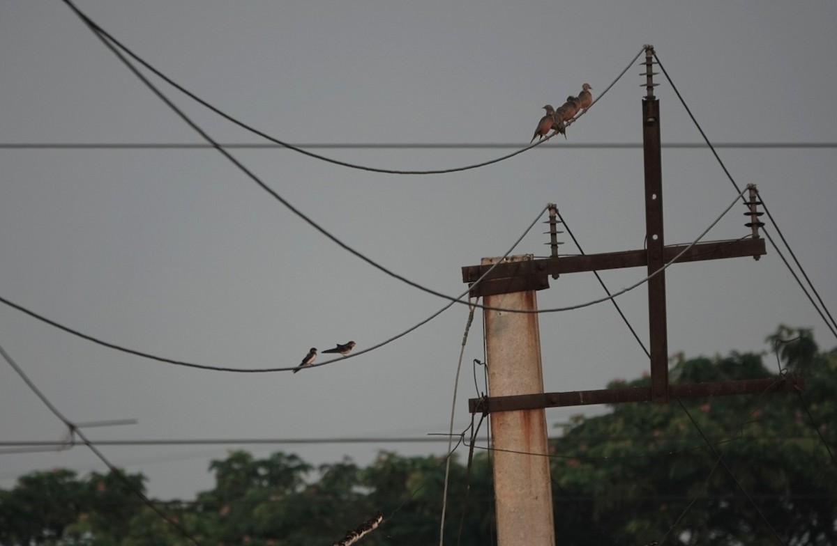 Chestnut-tailed Starling - ML624026308