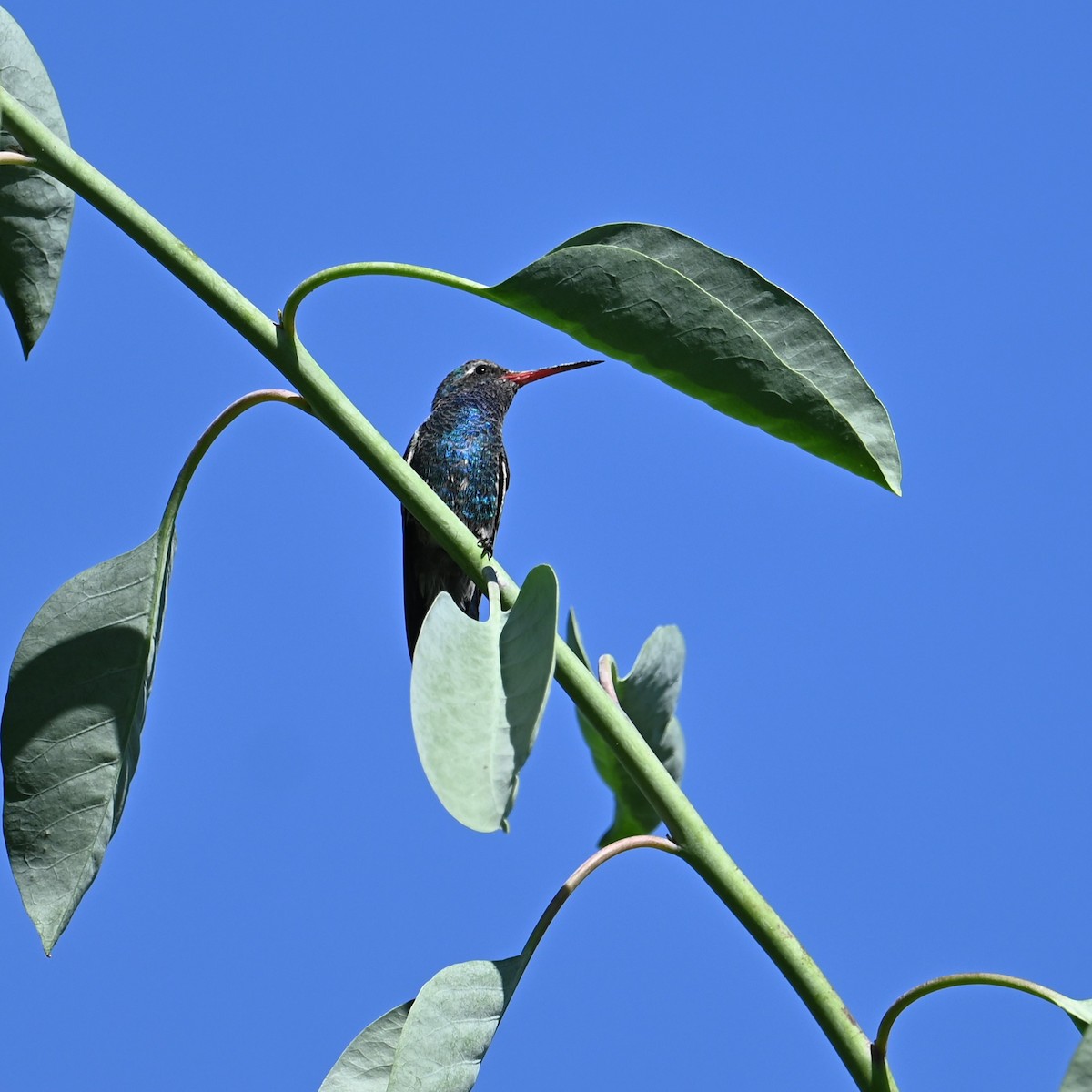 Broad-billed Hummingbird - ML624026315