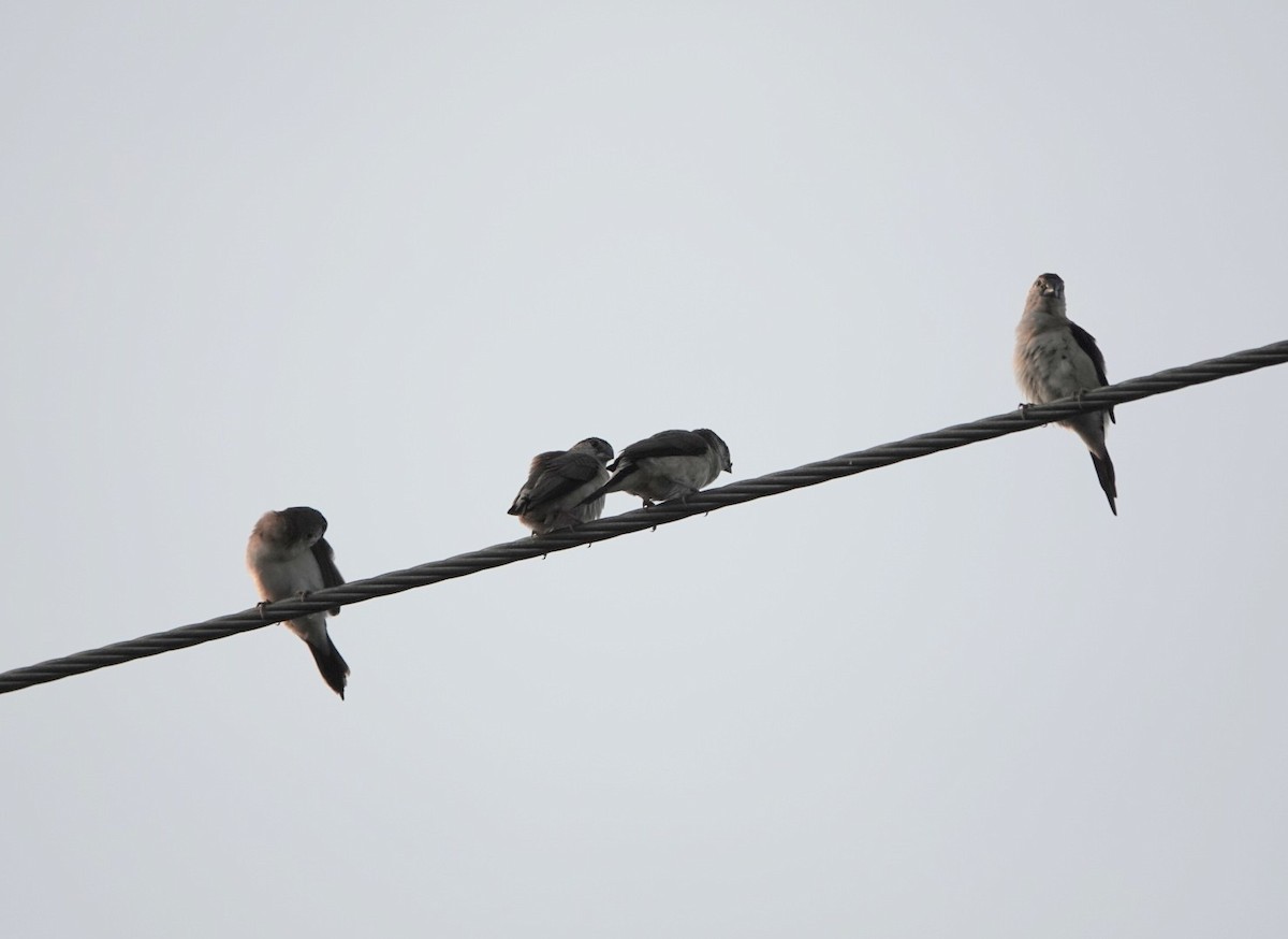 Indian Silverbill - ML624026316