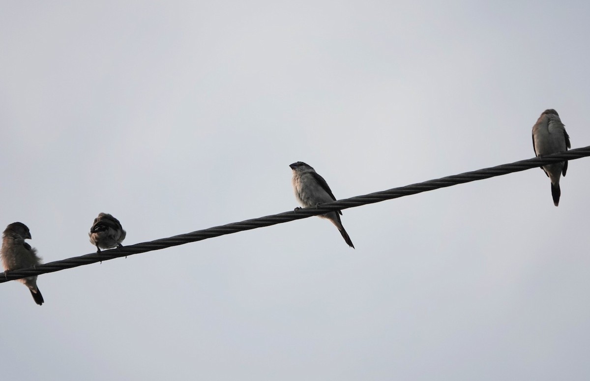 Indian Silverbill - ML624026317