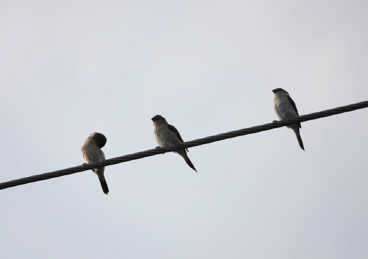 Indian Silverbill - ML624026319