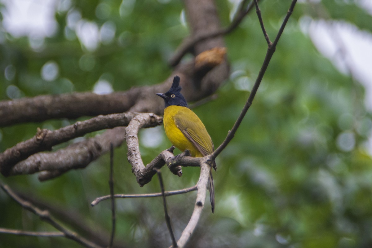 Bulbul à huppe noire - ML624026326