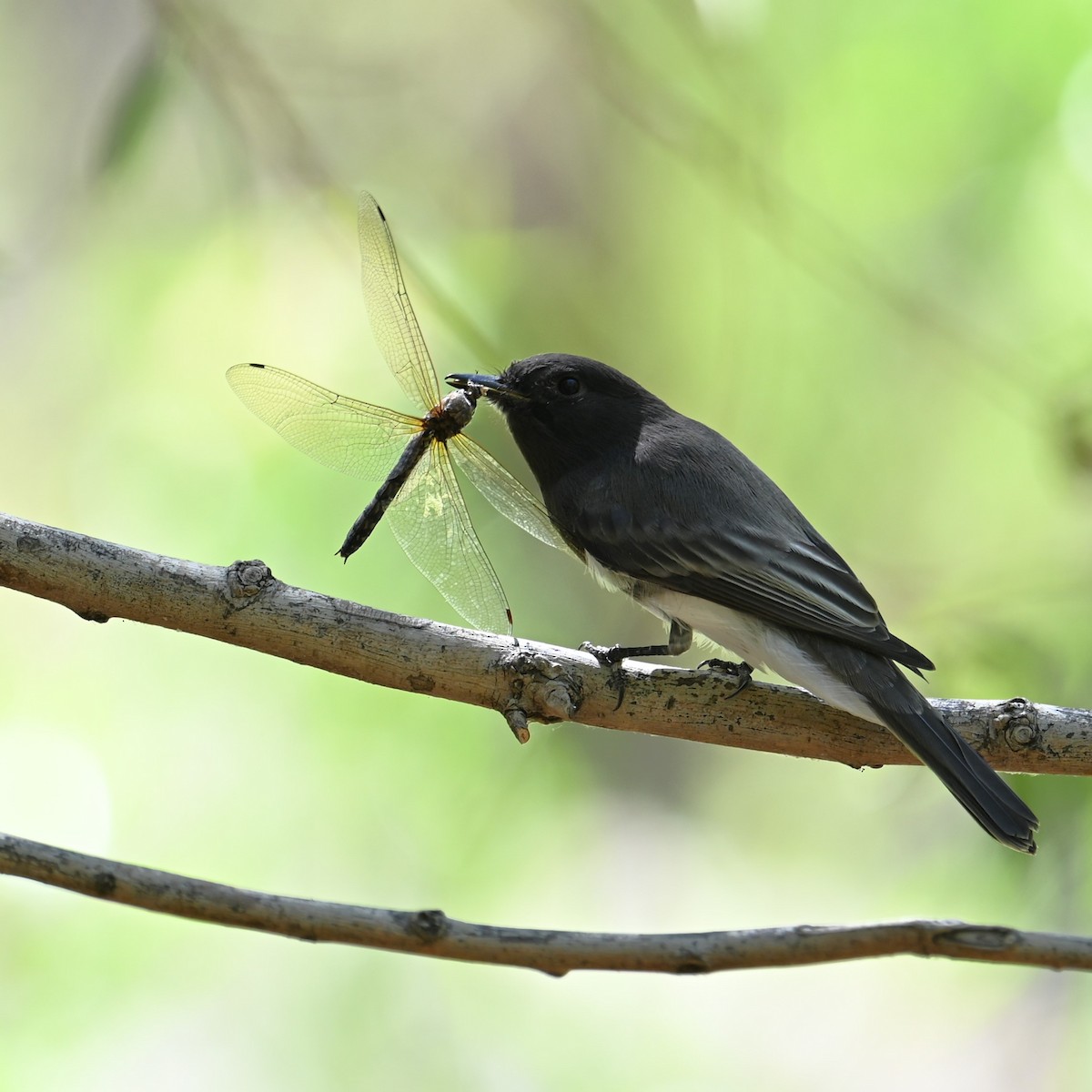 Black Phoebe (Northern) - ML624026331