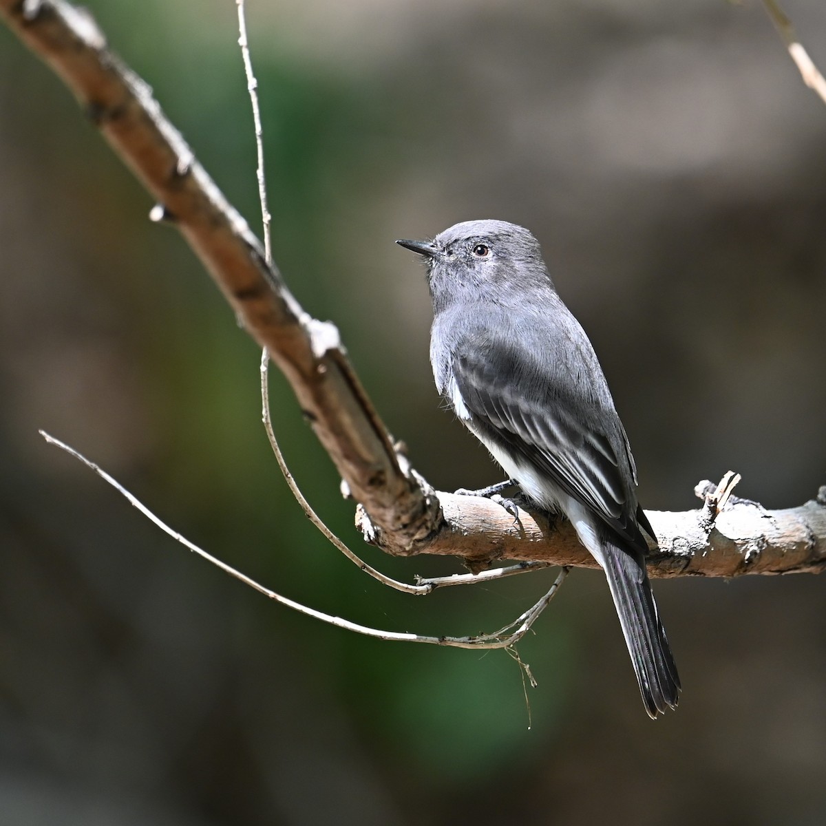 Black Phoebe (Northern) - ML624026332