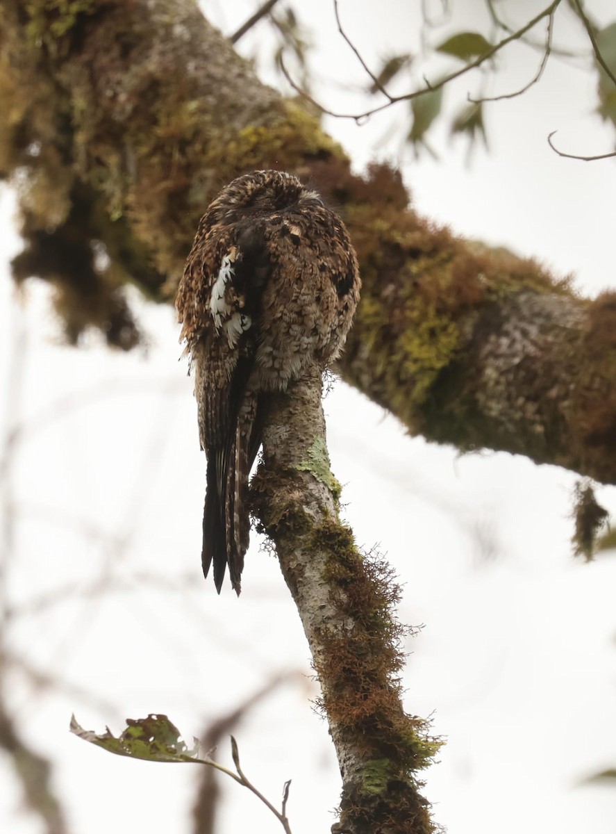 Andean Potoo - ML624026343