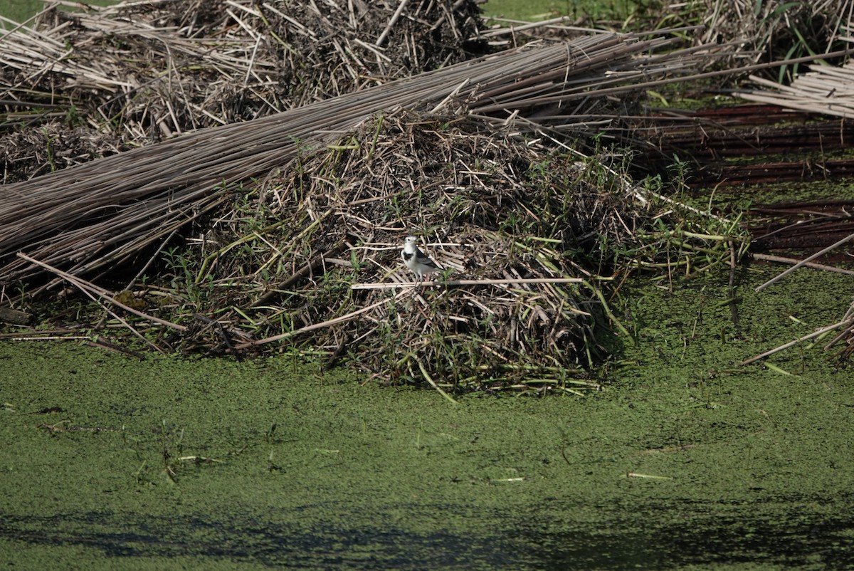 White Wagtail - ML624026346