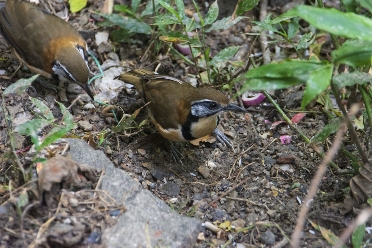 Greater Necklaced Laughingthrush - ML624026347