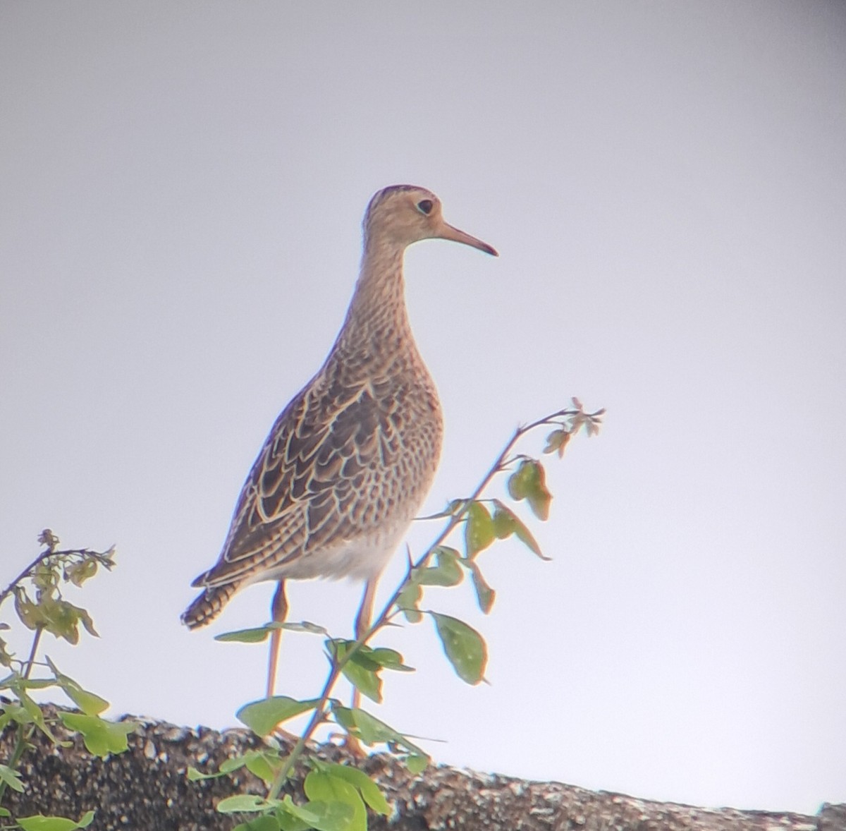 Upland Sandpiper - ML624026367