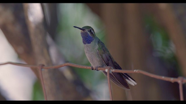 Colibri à gorge bleue - ML624026372