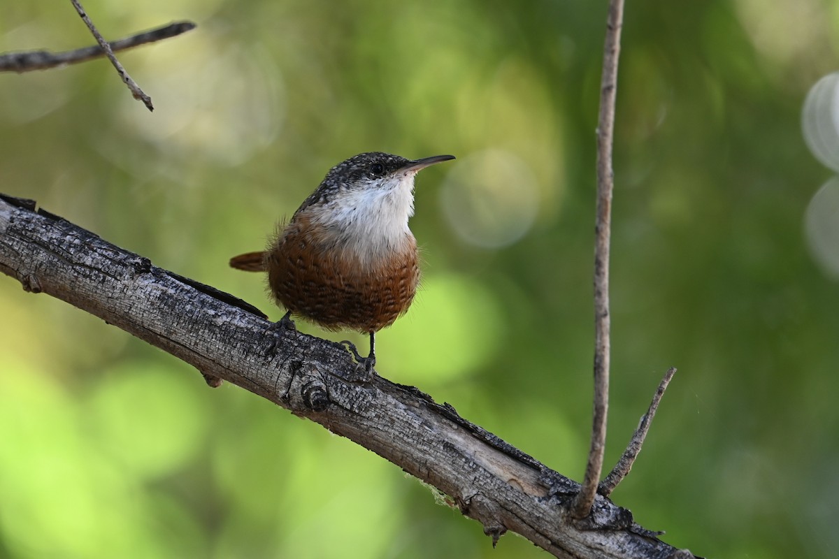 Canyon Wren - ML624026376