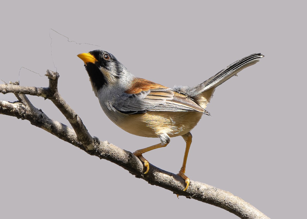 Buff-bridled Inca-Finch - ML624026378