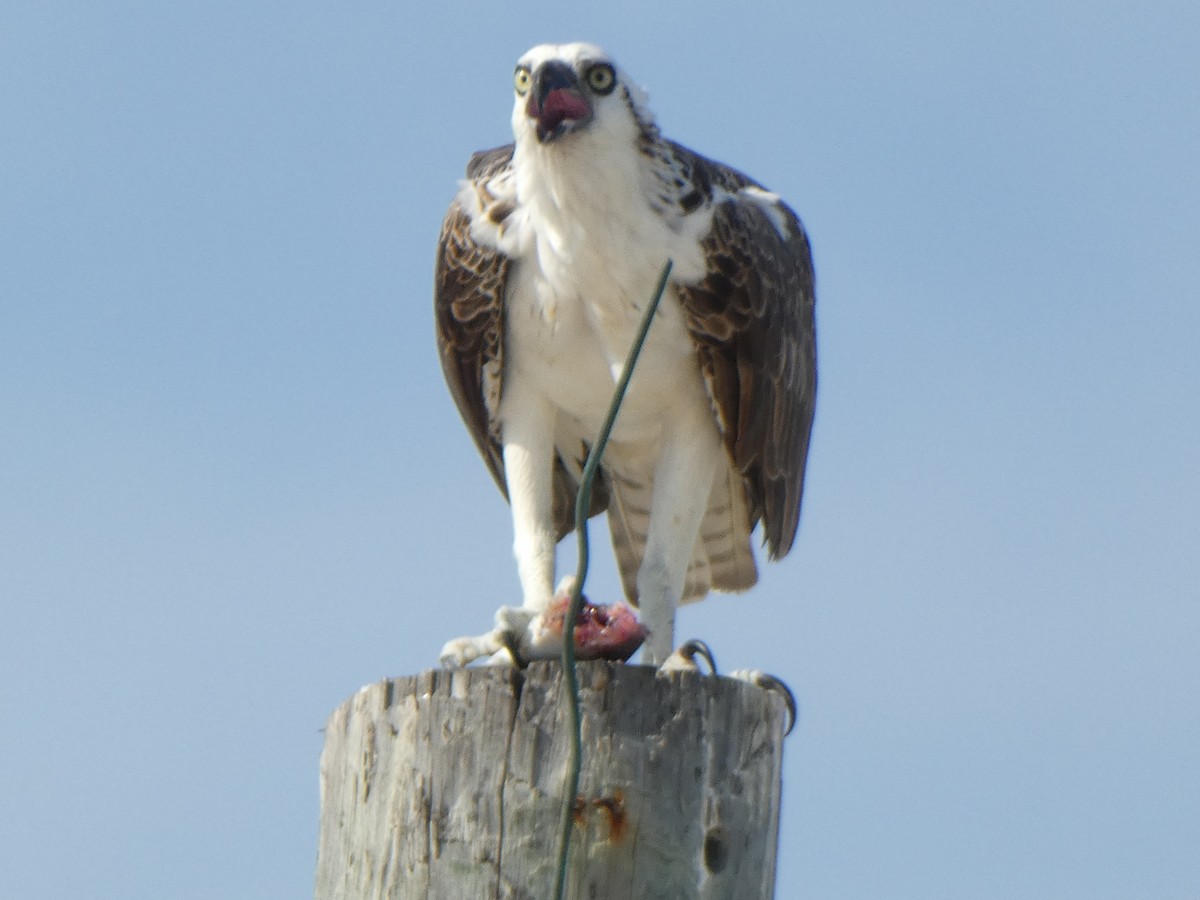 Osprey - ML624026381