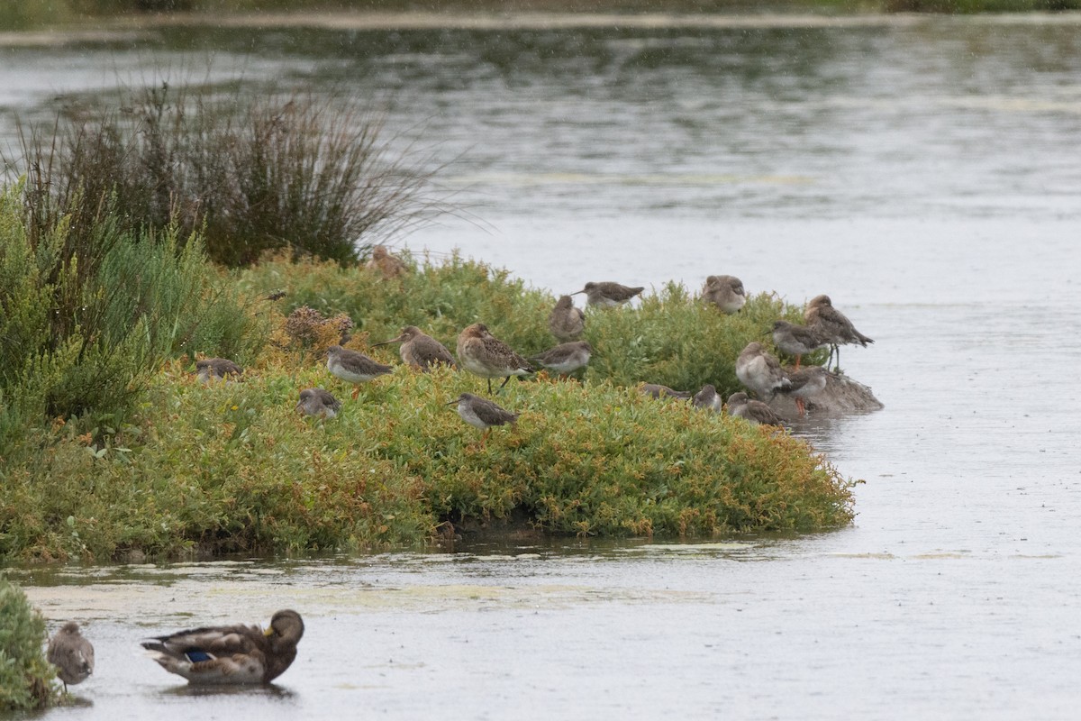 Common Redshank - ML624026389