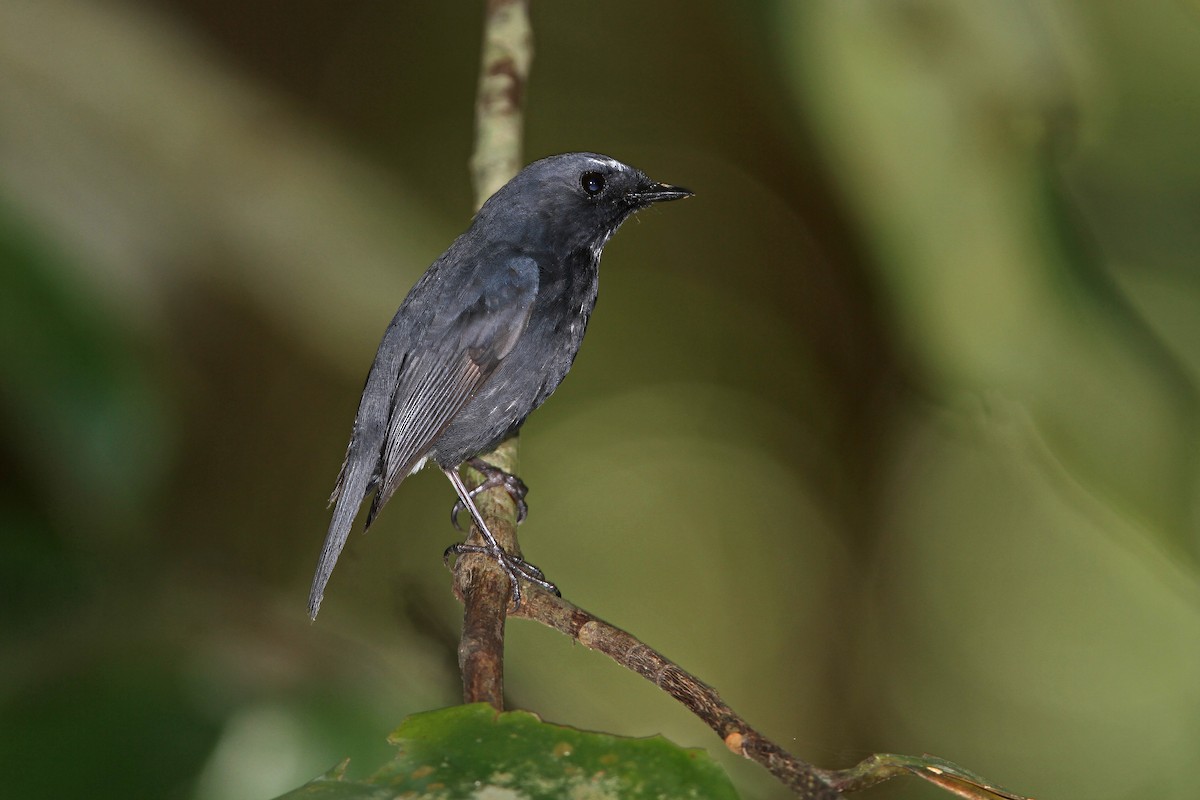 Damar Flycatcher - James Eaton