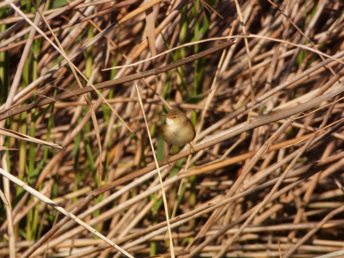 Common Reed Warbler - ML624026399