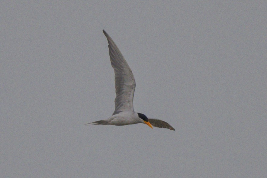 River Tern - ML624026411