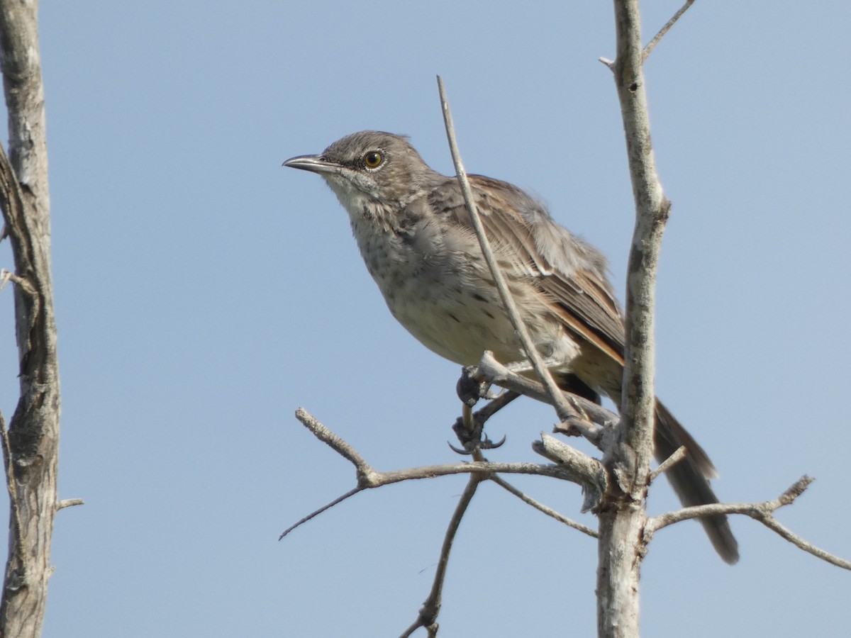 Bahama Mockingbird - ML624026417