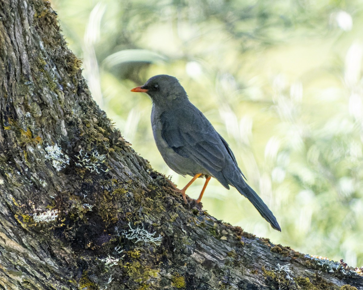 Chiguanco Thrush - ML624026431