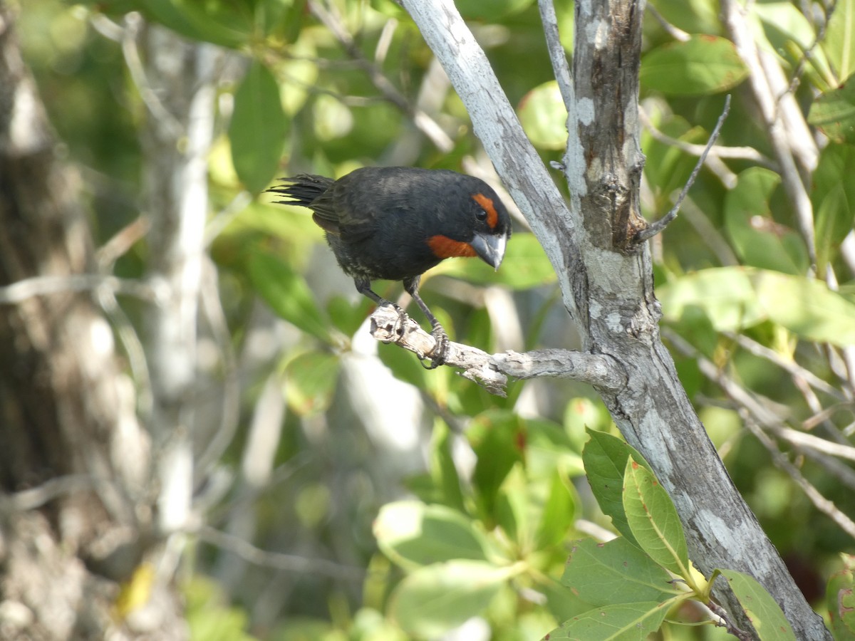 Greater Antillean Bullfinch - ML624026434