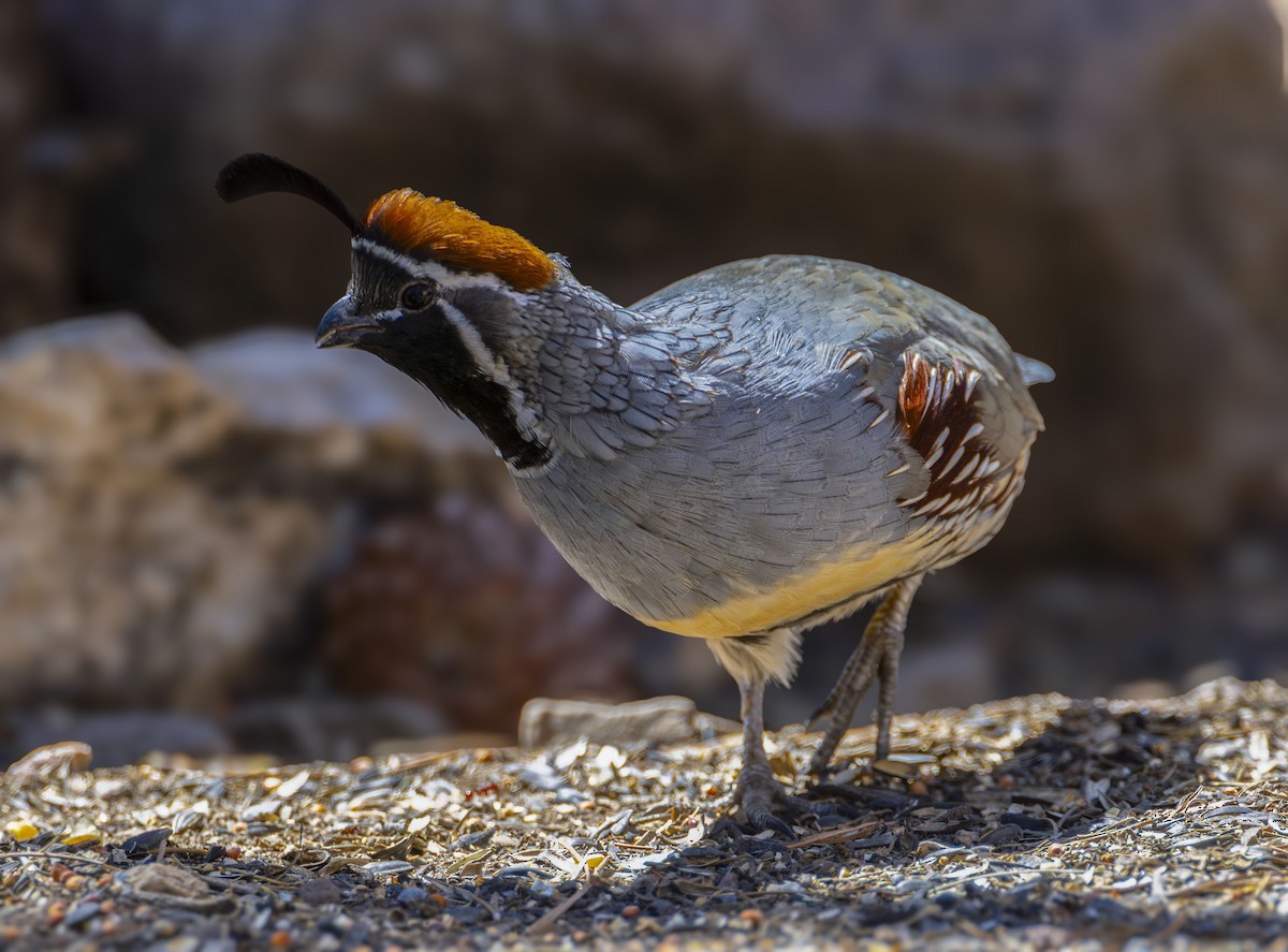 Gambel's Quail - ML624026445