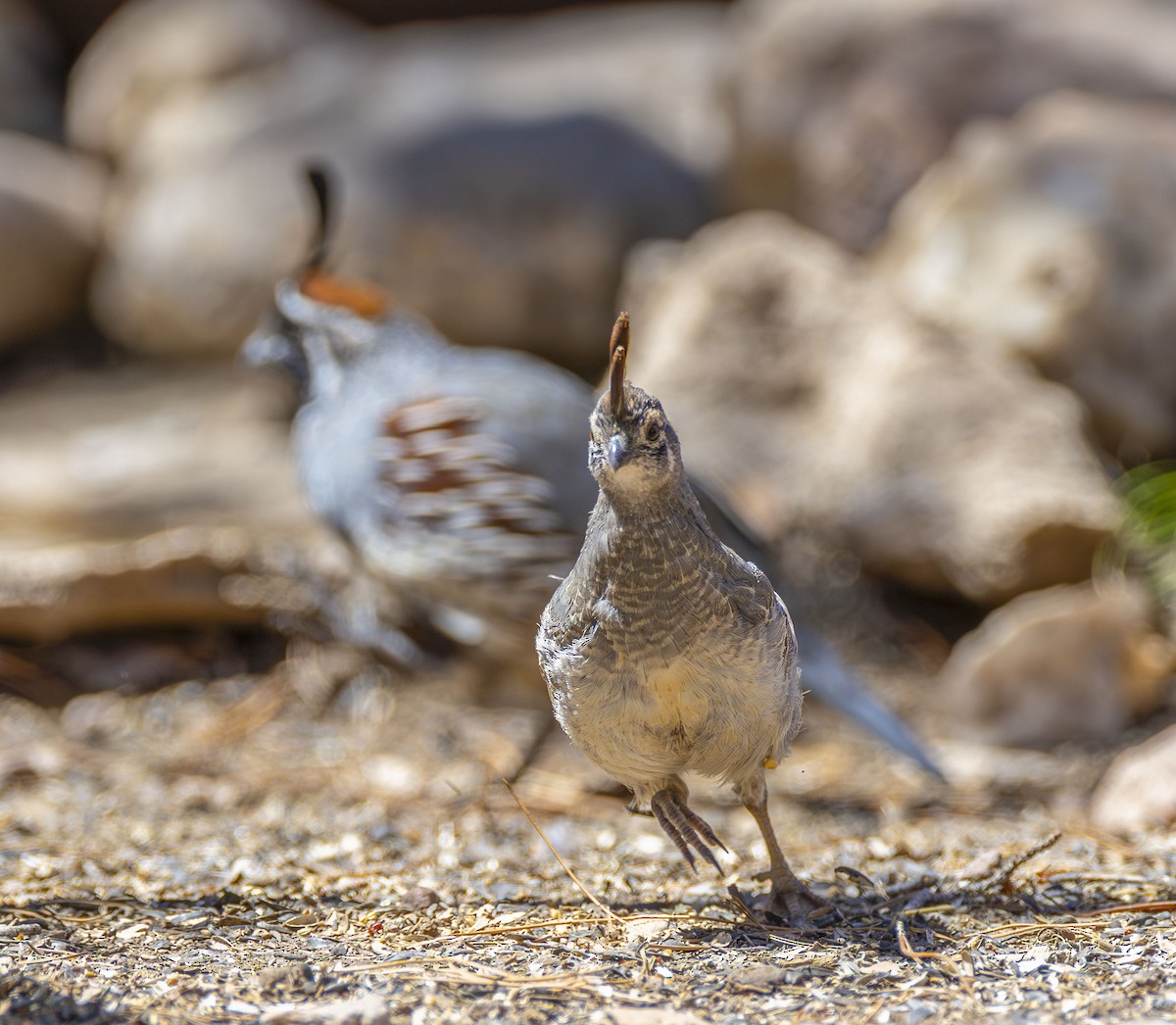 Gambel's Quail - Roger Uzun