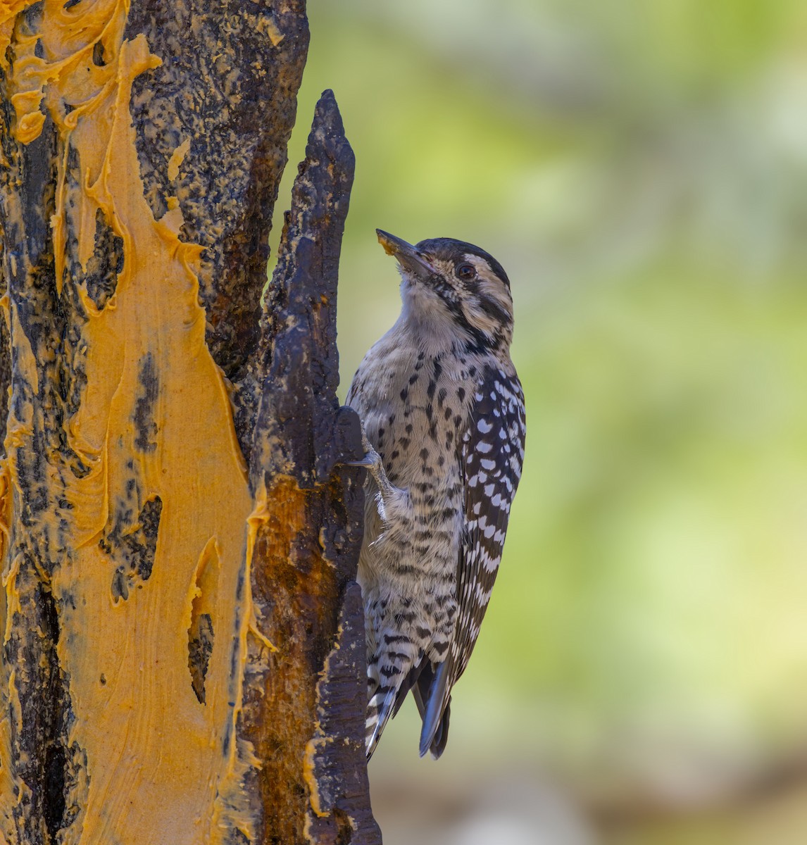 Ladder-backed Woodpecker - ML624026451