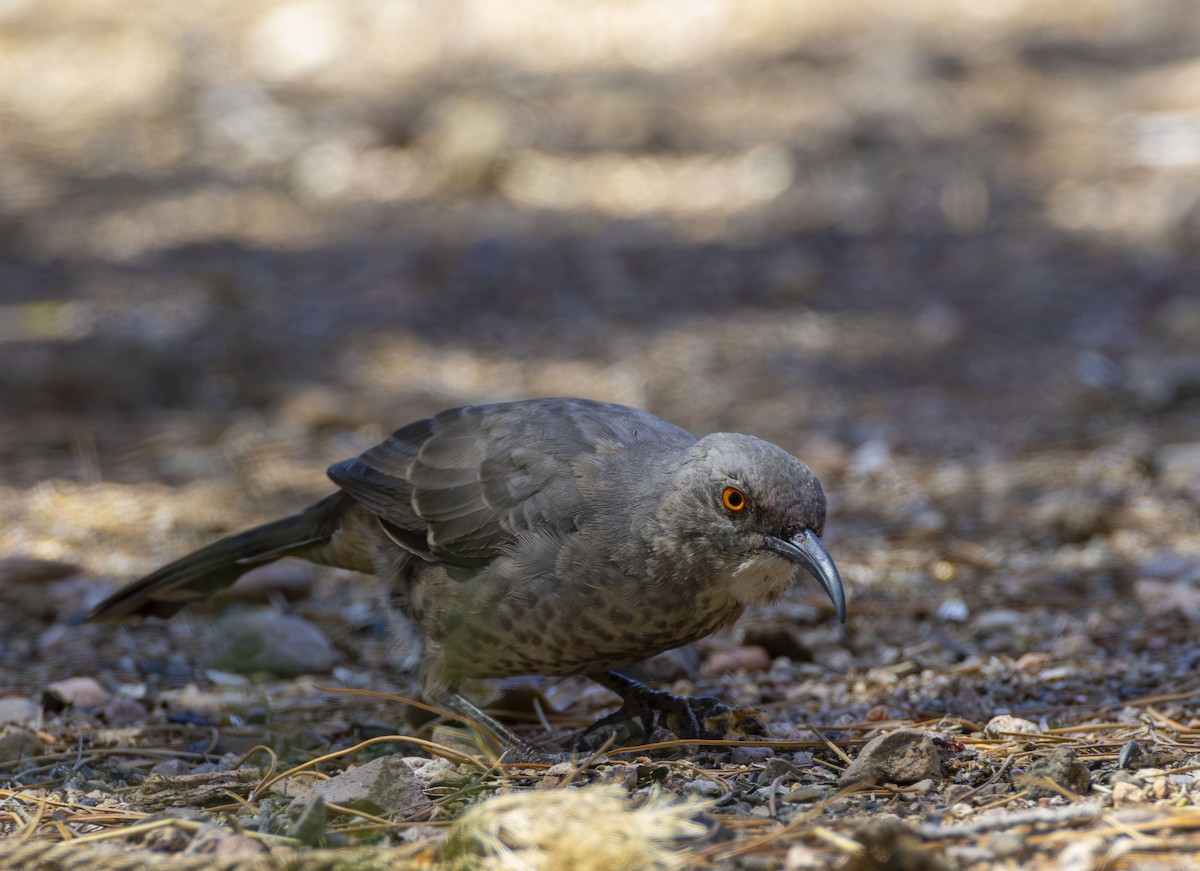 Curve-billed Thrasher - ML624026452