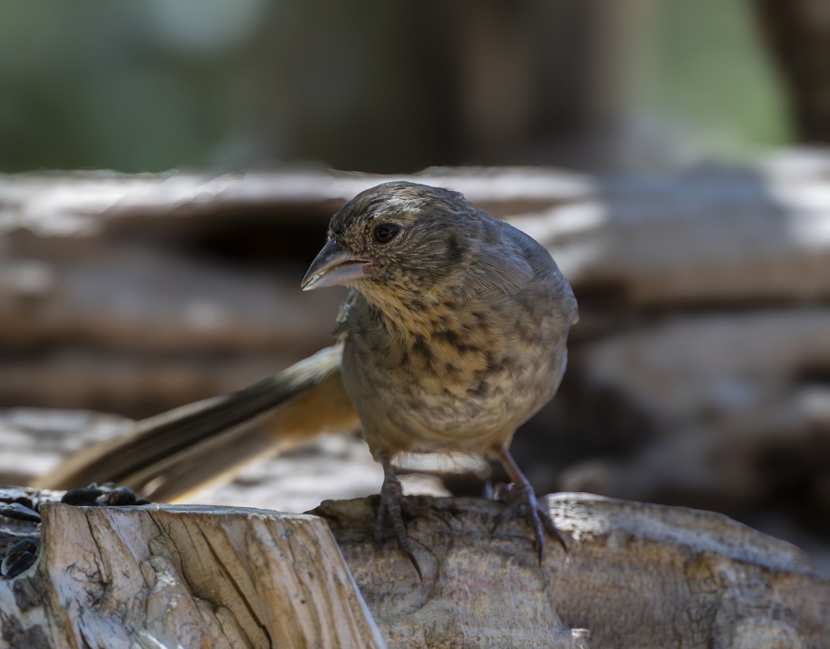 Canyon Towhee - ML624026453