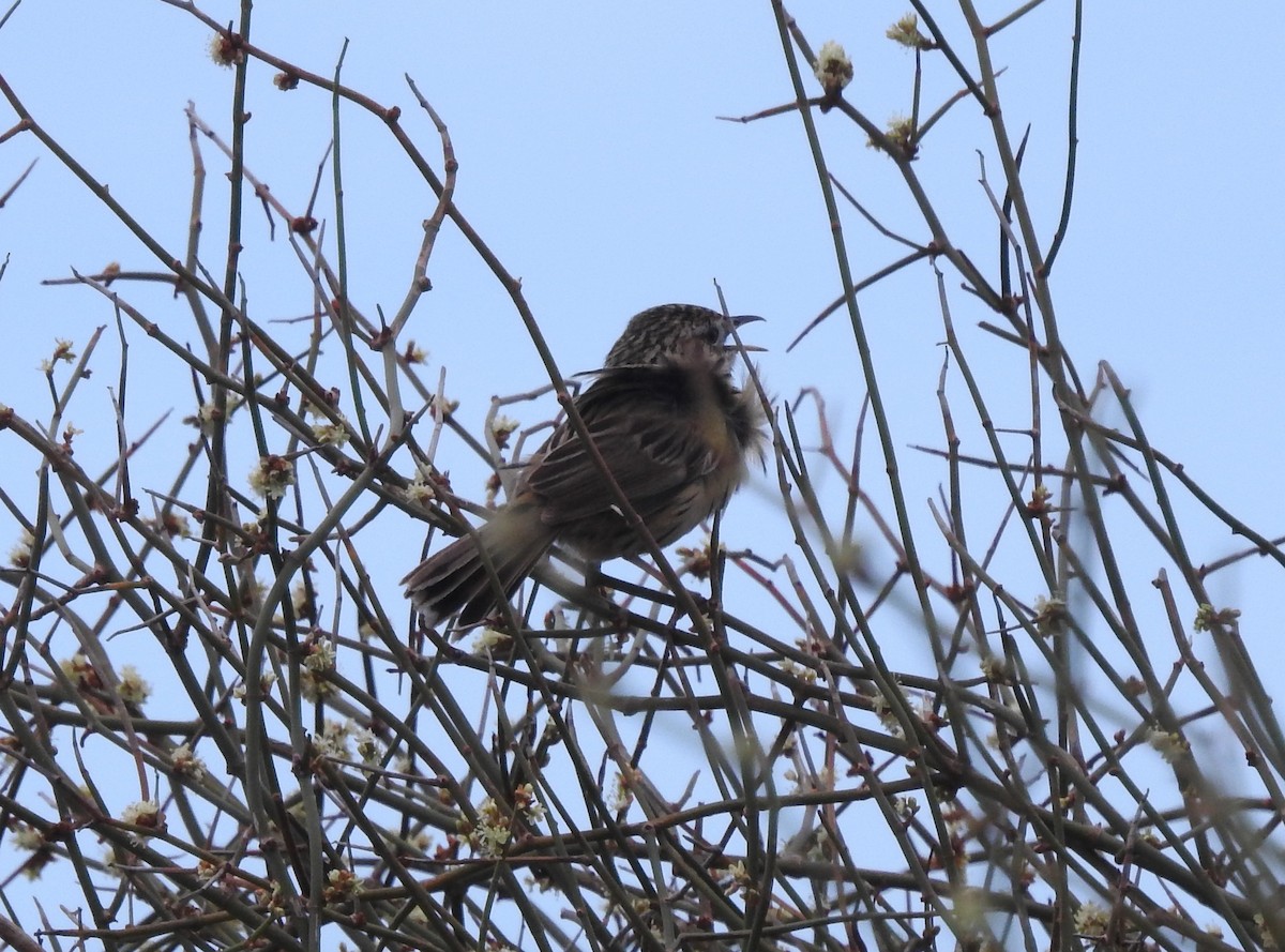 Striated Fieldwren - ML624026454