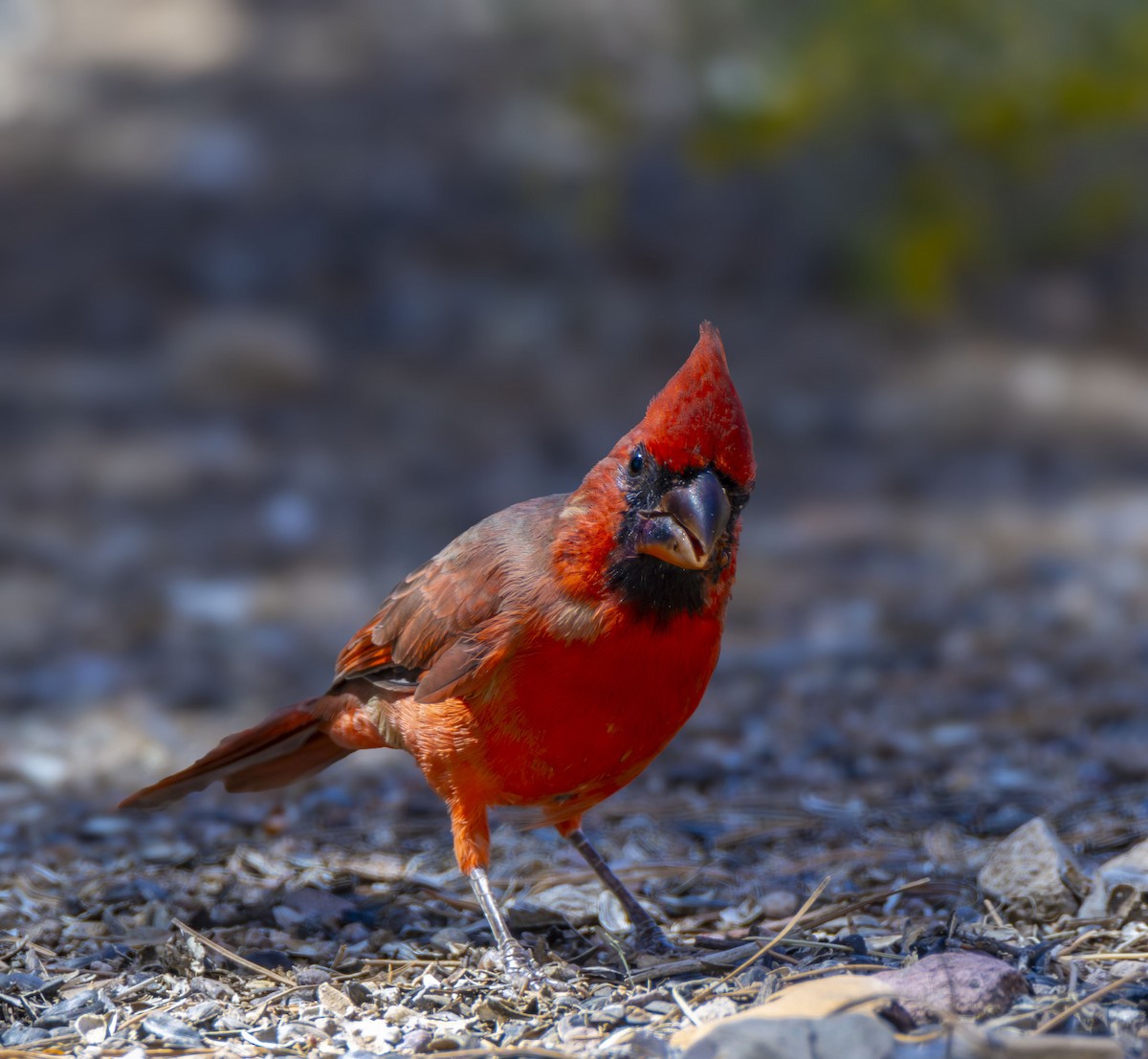 Northern Cardinal - ML624026456