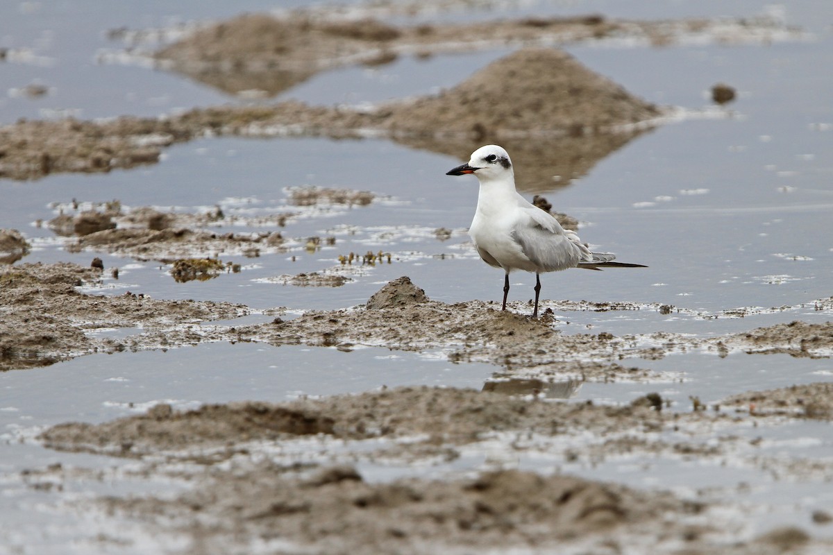 Gull-billed Tern - ML624026459