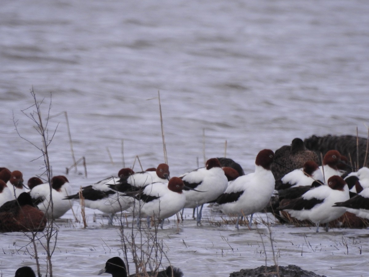 Red-necked Avocet - ML624026463