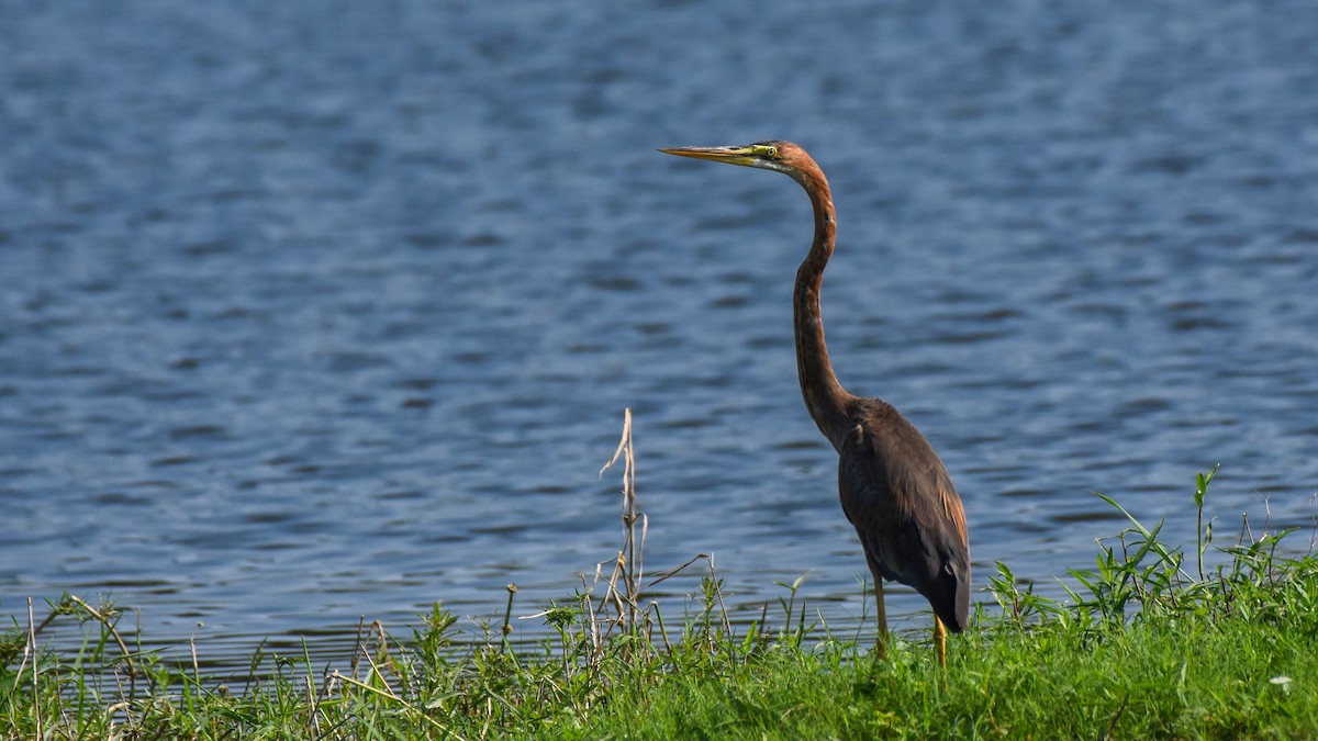 Purple Heron - ML624026464