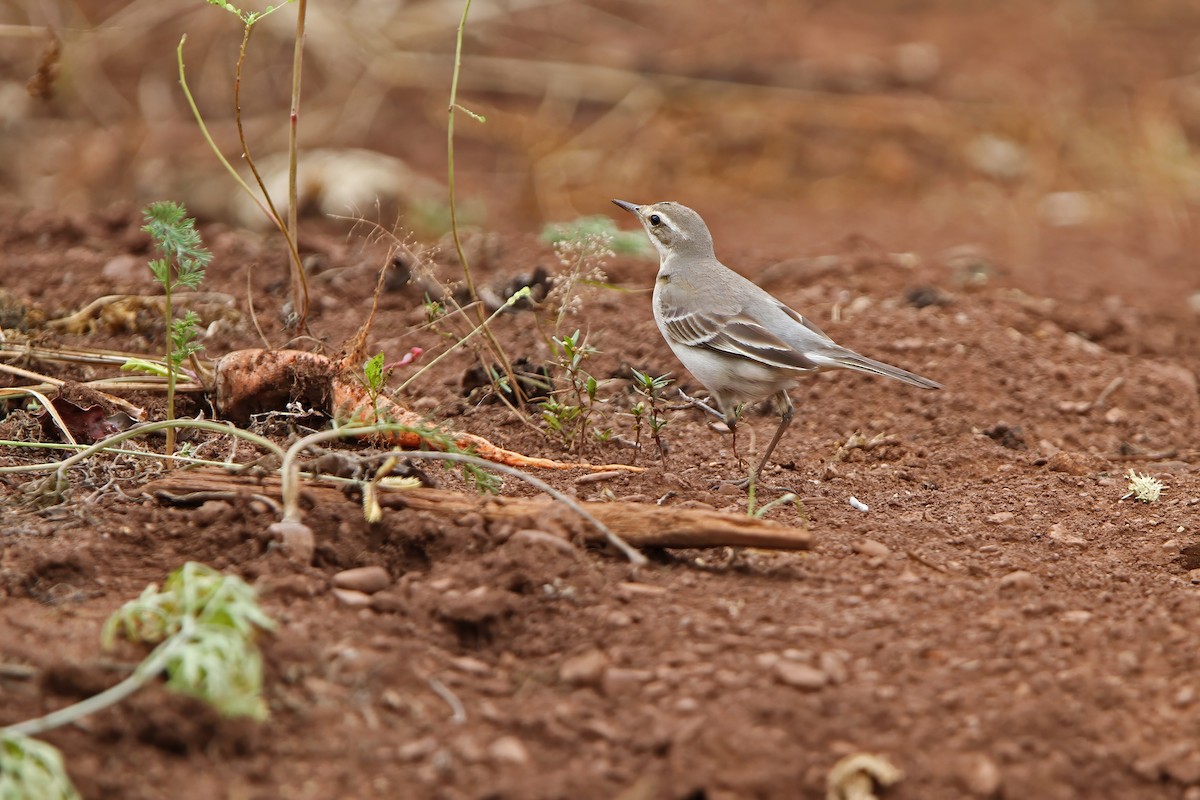 Eastern Yellow Wagtail - ML624026466