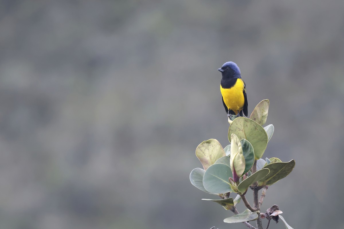 Black-chested Mountain Tanager - ML624026467