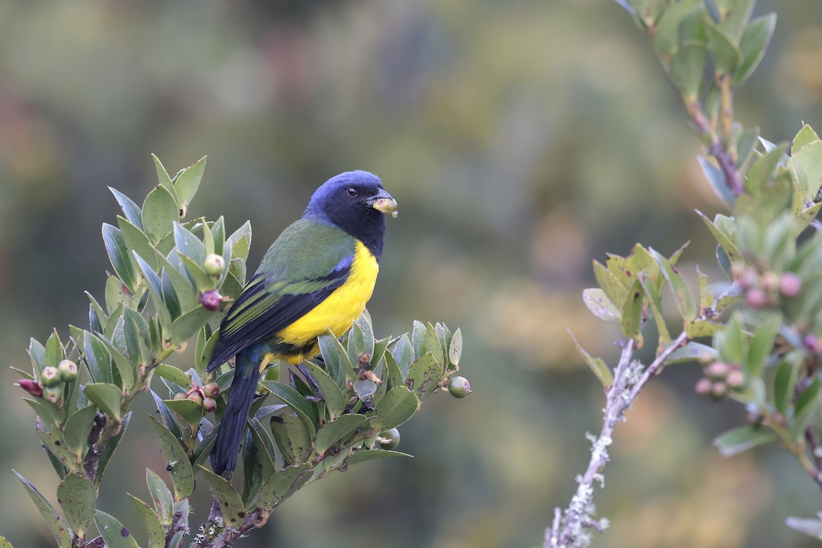 Black-chested Mountain Tanager - ML624026468