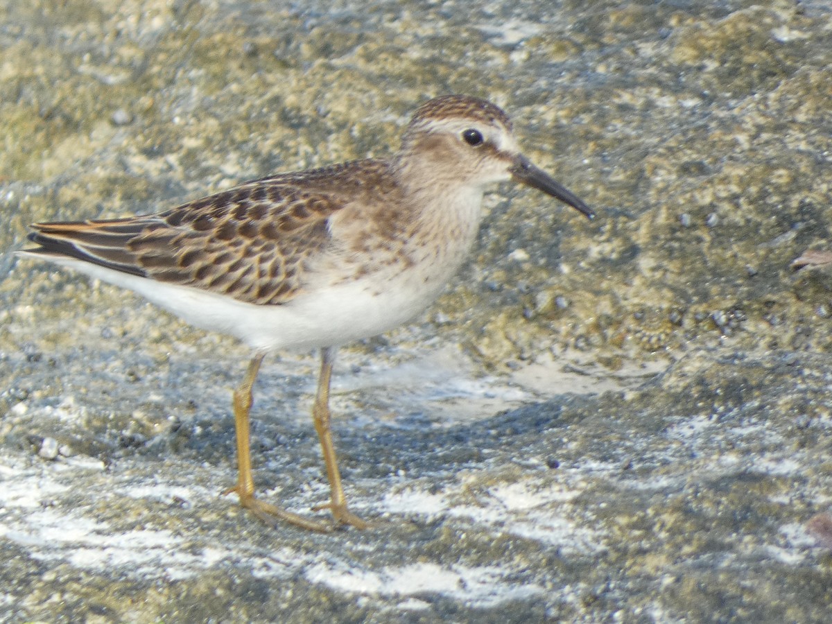 Least Sandpiper - ML624026470