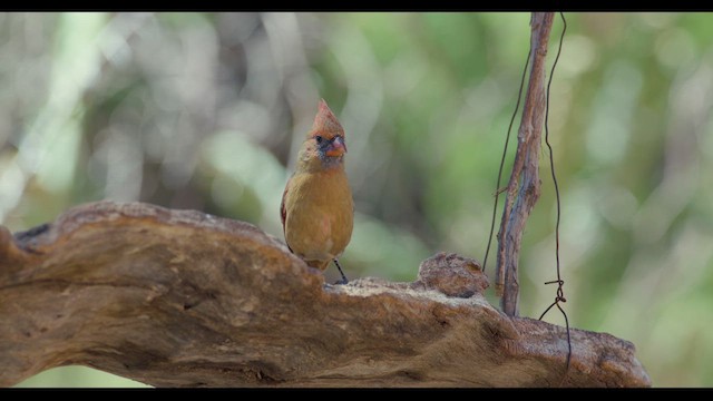 Gambel's Quail - ML624026473