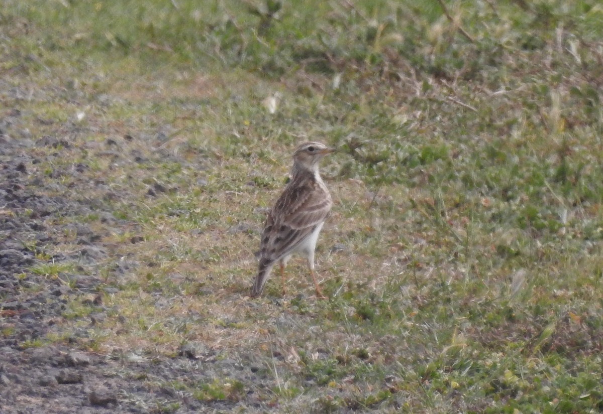 Eurasian Skylark - ML624026485