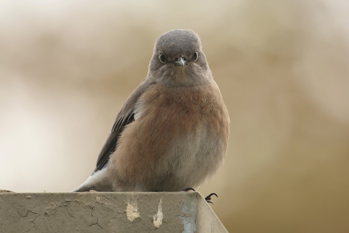 Western Bluebird - ML624026487