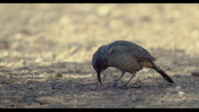 Curve-billed Thrasher - ML624026493